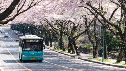 spring_bus_in_jejudo